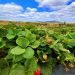 INIA, SAG y FIA invitan a capacitación sobre manejo sustentable de la frutilla