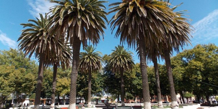 Parral impulsa Plan “Ciudad Bosque” para el desarrollo sustentable de la comuna