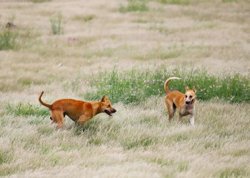 Perros asilvestrados: La millonaria amenaza que diezma la ganadería chilena