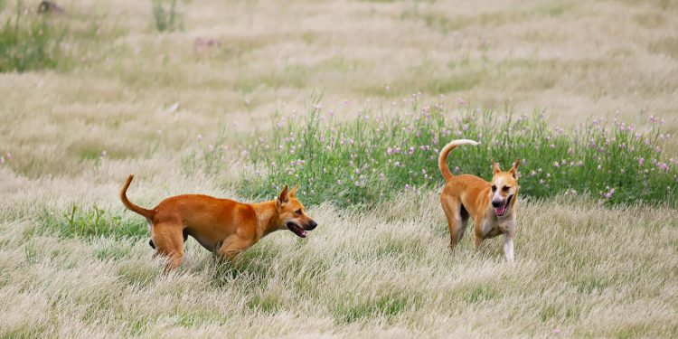 Perros asilvestrados: La millonaria amenaza que diezma la ganadería chilena