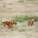 Perros asilvestrados: La millonaria amenaza que diezma la ganadería chilena