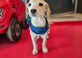 Este sábado en Curicó: adopción de mascotas y recomendaciones para cuidarlas del frío