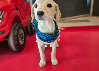 Este sábado en Curicó: adopción de mascotas y recomendaciones para cuidarlas del frío