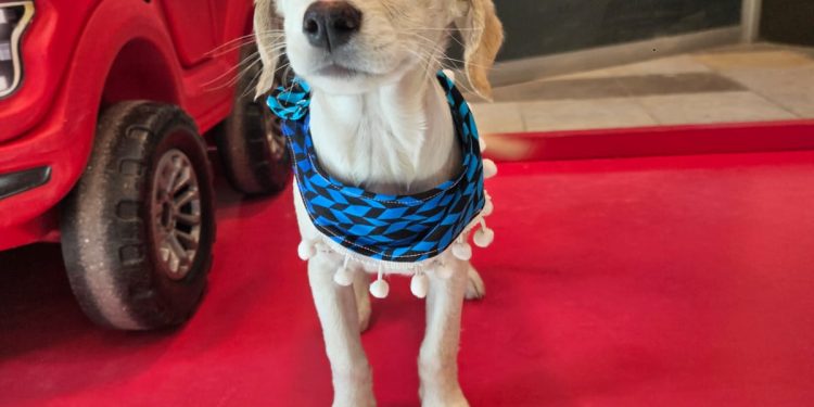 Este sábado en Curicó: adopción de mascotas y recomendaciones para cuidarlas del frío
