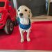 Este sábado en Curicó: adopción de mascotas y recomendaciones para cuidarlas del frío