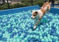 Chile tendrá su primer parque de diversiones para perros