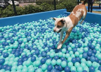 Chile tendrá su primer parque de diversiones para perros