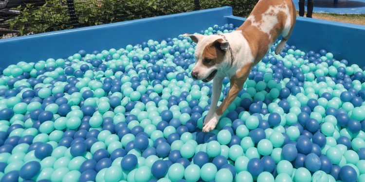 Chile tendrá su primer parque de diversiones para perros