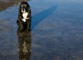 Mal clima y mascotas desprotegidas: Qué sanciones arriesgan sus dueños