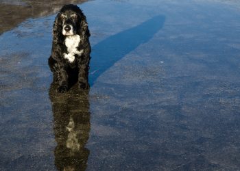 Mal clima y mascotas desprotegidas: Qué sanciones arriesgan sus dueños