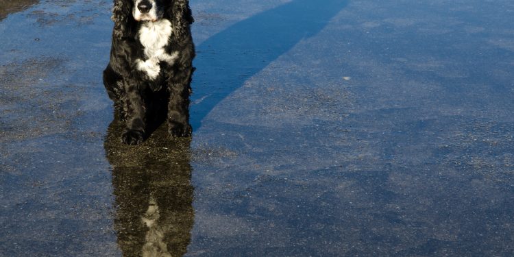 Mal clima y mascotas desprotegidas: Qué sanciones arriesgan sus dueños