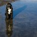 Mal clima y mascotas desprotegidas: Qué sanciones arriesgan sus dueños