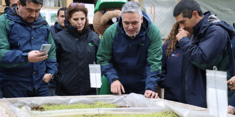 CONAF potencia producción de especies nativas con habilitación de vivero en Cauquenes
