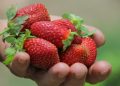 SAG cambia estatus del nematodo que afecta a la frutilla a plaga y refuerza medidas de control en viveros