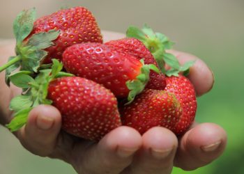 SAG cambia estatus del nematodo que afecta a la frutilla a plaga y refuerza medidas de control en viveros