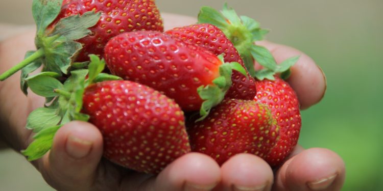 SAG cambia estatus del nematodo que afecta a la frutilla a plaga y refuerza medidas de control en viveros