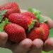 SAG cambia estatus del nematodo que afecta a la frutilla a plaga y refuerza medidas de control en viveros