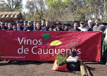 Donación de alcornoques abre camino a producción local de corchos en viñas de Cauquenes 