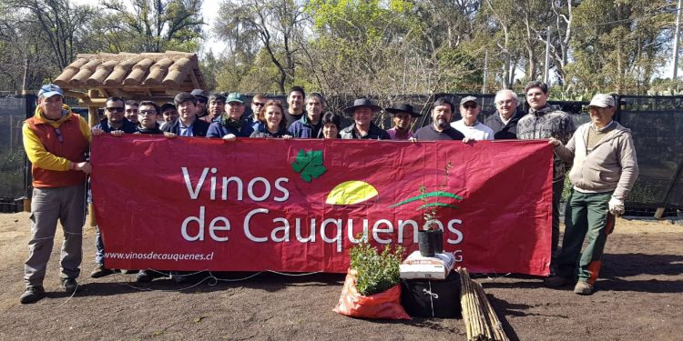 Donación de alcornoques abre camino a producción local de corchos en viñas de Cauquenes 