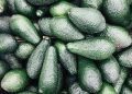 Los riesgos del cadmio, el metal que generó la alerta por paltas peruanas contaminadas