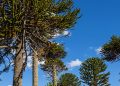 Araucaria Araucana y Palma Chilena: revelan detalles clave de estas dos especies nativas