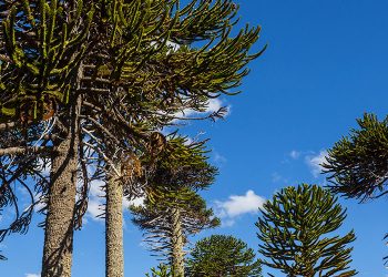 Araucaria Araucana y Palma Chilena: revelan detalles clave de estas dos especies nativas