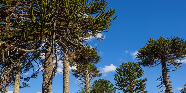 Araucaria Araucana y Palma Chilena: revelan detalles clave de estas dos especies nativas
