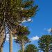 Araucaria Araucana y Palma Chilena: revelan detalles clave de estas dos especies nativas