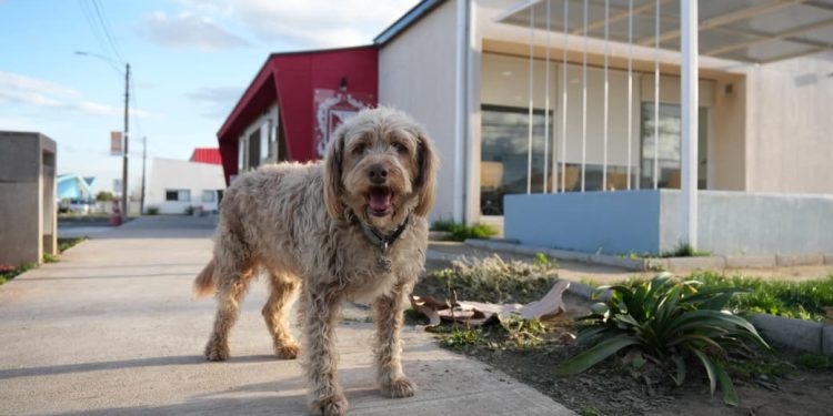 Centro Veterinario Municipal celebra su primer año con más de 50.000 atenciones