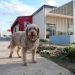 Centro Veterinario Municipal celebra su primer año con más de 50.000 atenciones