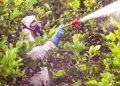 Especialistas alertan sobre nuevas plagas en frutales producto del cambio climático