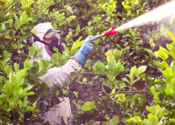 Especialistas alertan sobre nuevas plagas en frutales producto del cambio climático