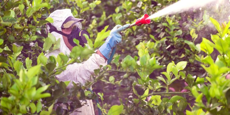 Especialistas alertan sobre nuevas plagas en frutales producto del cambio climático