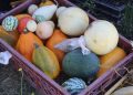 Rescatan sabores e identidad del patrimonio agroalimentario del Mataquito