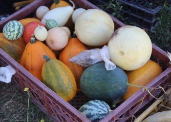 Rescatan sabores e identidad del patrimonio agroalimentario del Mataquito