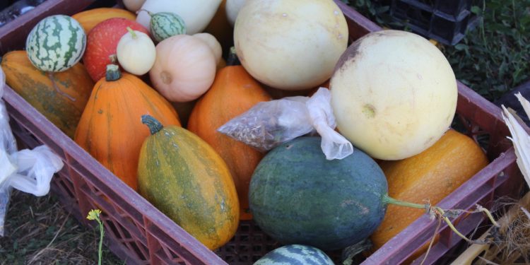 Rescatan sabores e identidad del patrimonio agroalimentario del Mataquito