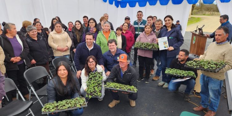 INIA Raihuén entrega plantas de frutilla a agricultores del Maule