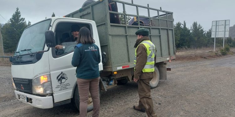 Traslado de animales en Fiestas Patrias: el SAG explica cómo hacerlo correctamente