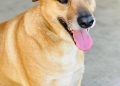 Perros rescatados de situación de maltrato buscan un nuevo hogar en Jornada de Adopción en Mall Curicó