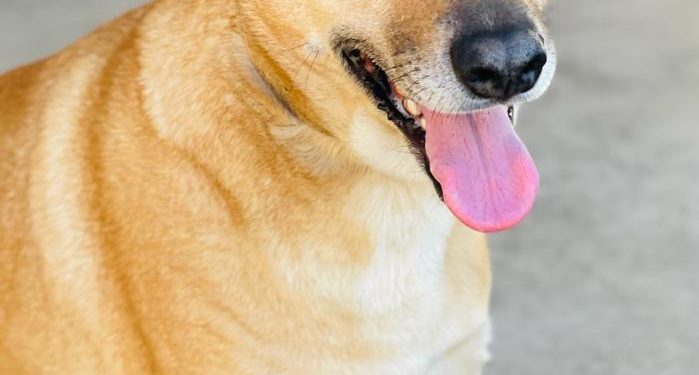 Perros rescatados de situación de maltrato buscan un nuevo hogar en Jornada de Adopción en Mall Curicó