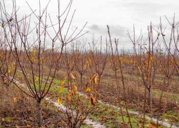 La “Revolución de las Bacterias”: el “Sellado Biológico” como seguro de vida para una agricultura sana y sostenible