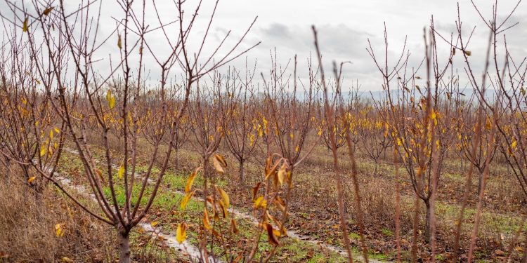 La “Revolución de las Bacterias”: el “Sellado Biológico” como seguro de vida para una agricultura sana y sostenible