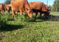 INIA y Curimapu sellan alianza para multiplicar semilla de alfalfa Kauke