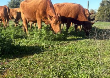 INIA y Curimapu sellan alianza para multiplicar semilla de alfalfa Kauke