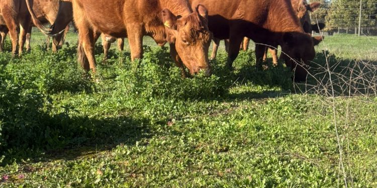 INIA y Curimapu sellan alianza para multiplicar semilla de alfalfa Kauke