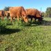 INIA y Curimapu sellan alianza para multiplicar semilla de alfalfa Kauke
