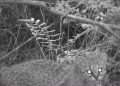 Registran presencia de felino en estado vulnerable en Reserva Nacional Los Queules