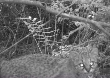 Registran presencia de felino en estado vulnerable en Reserva Nacional Los Queules