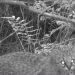 Registran presencia de felino en estado vulnerable en Reserva Nacional Los Queules