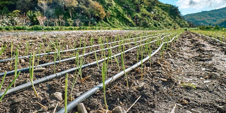 Cada gota cuenta: ¿Cuáles son los beneficios y desafíos del riego tecnificado?
